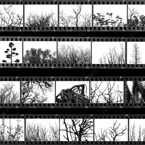 trees and plants film proof sheet photo