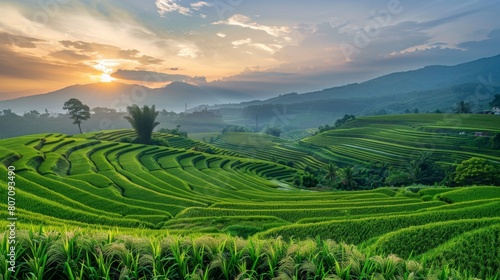 A panoramic view of a rural countryside with rice fields stretching into the distance  illuminated by the soft light of the setting sun.