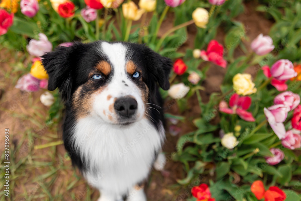 The Miniature American Shepherd dog sitting and looking up. Dog in flower field. Blooming. Spring. Blue eyes dog