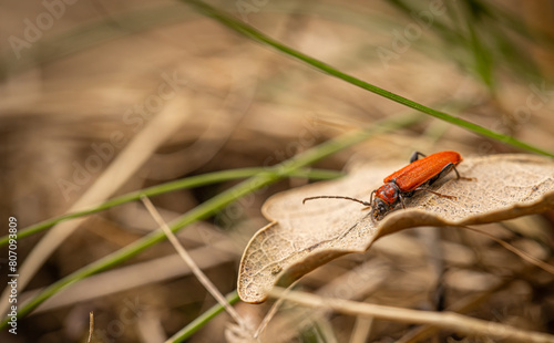 Vibrant red beetle crawls © Grafvision