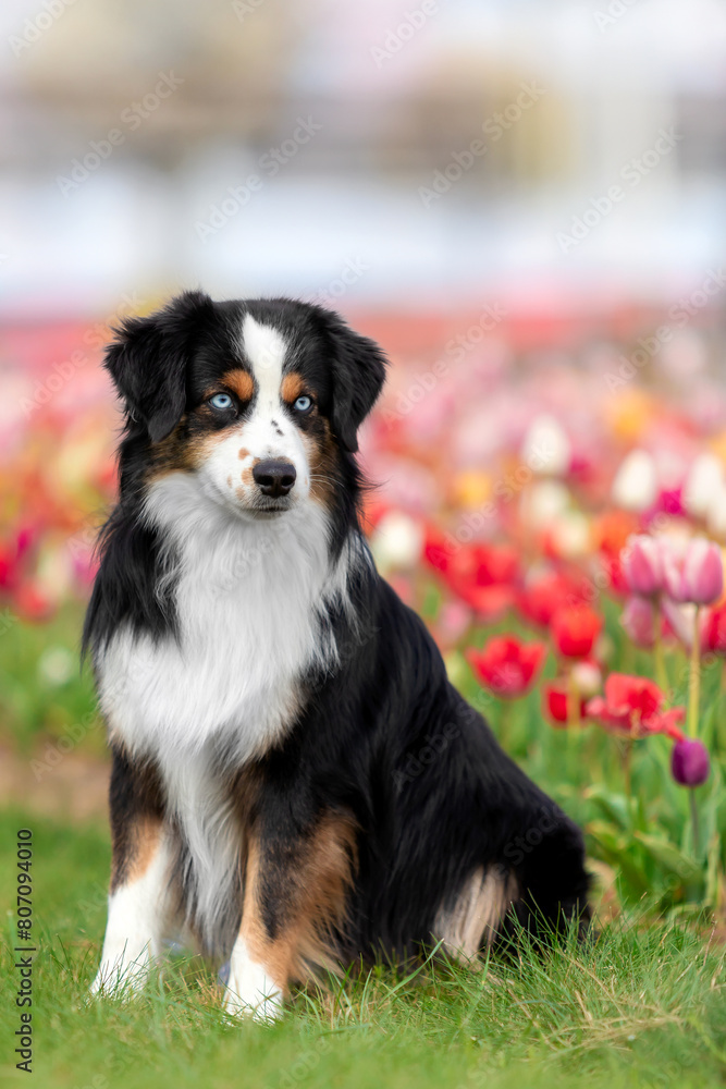 The Miniature American Shepherd dog sitting in tulips. Dog in flower field. Blooming. Spring. Blue eyes dog