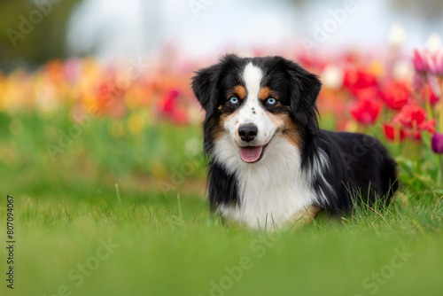 The Miniature American Shepherd dog sitting in tulips. Dog in flower field. Blooming. Spring. Blue eyes dog © OlgaOvcharenko