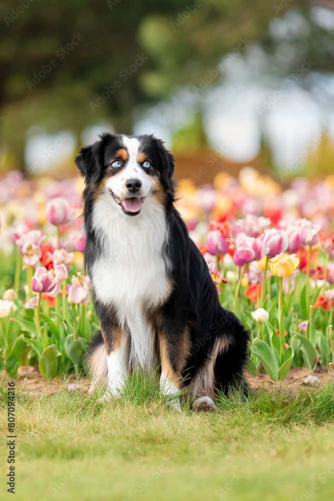 The Miniature American Shepherd dog sitting in tulips. Dog in flower field. Blooming. Spring. Blue eyes dog