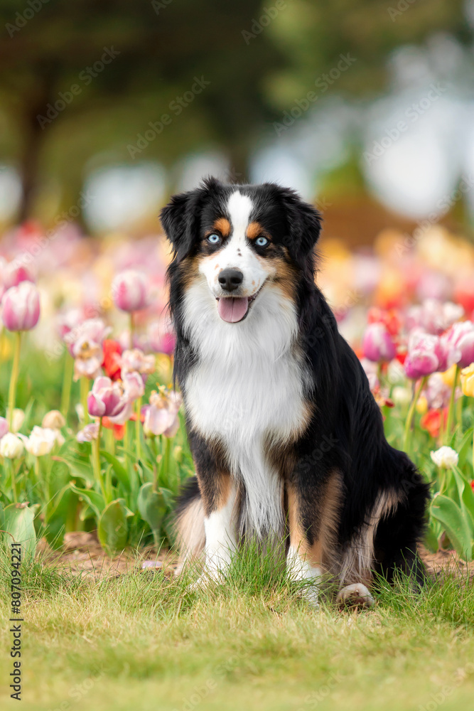 The Miniature American Shepherd dog sitting in tulips. Dog in flower field. Blooming. Spring. Blue eyes dog