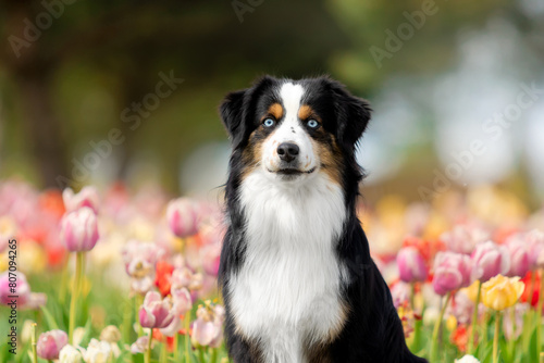 The Miniature American Shepherd dog portrait in tulips. Dog in flower field. Blooming. Spring.