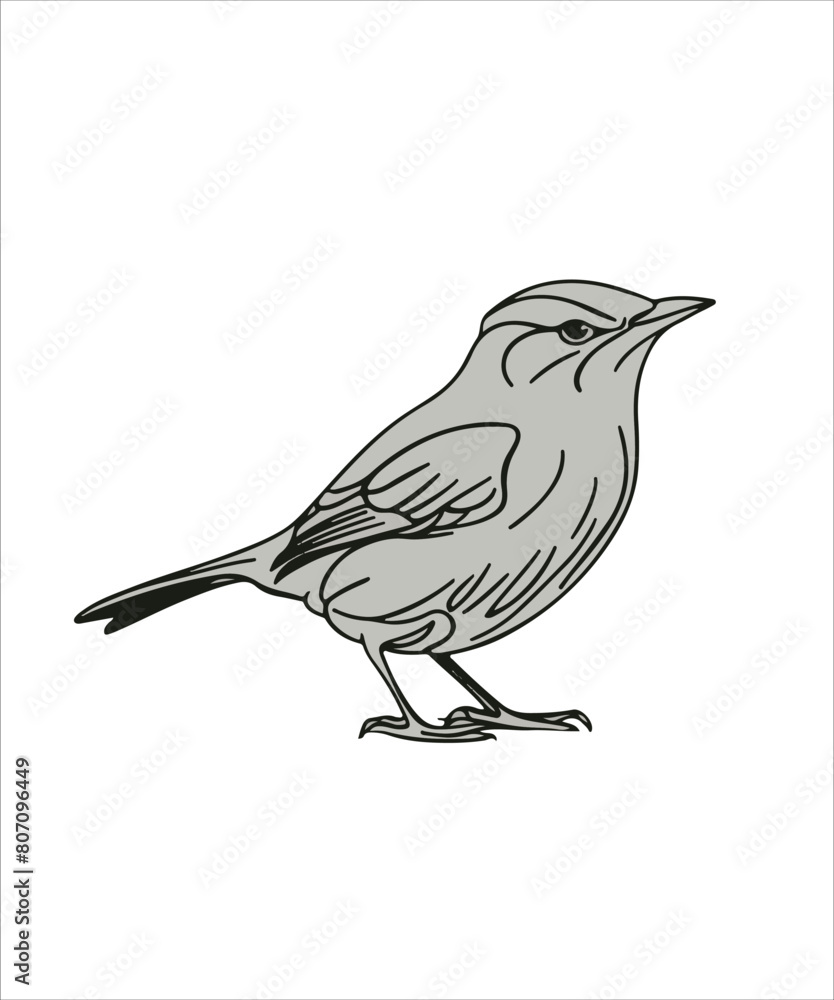 Fototapeta premium Wren Bird Victor Design