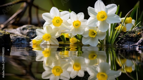 Narcissus captivated by his own reflection. photo