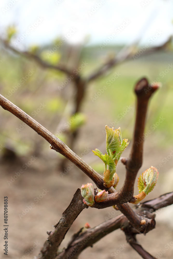 new green leaves on the grapevine close-up. start for a new harvest new green leaves on the grapevine close-up. start for a new harvest