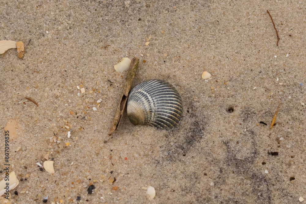 This is an image of a seashell sitting on the beach. The beautiful black shell with ribs is known as a blood ark. The pretty brown grains of sand all around with other salt water debris. This is an image of a seashell sitting on the beach. The beautiful black shell with ribs is known as a blood ark. The pretty brown grains of sand all around with other salt water debris.