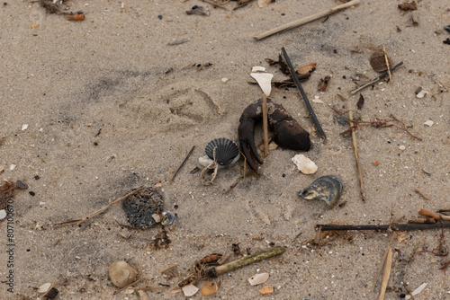 This is a beautiful image of sea debris all over the sand. All of the pieces of marine life have washed up onto the brown sandy beach. A large crab claw can be seen with a black scallop shell. photo