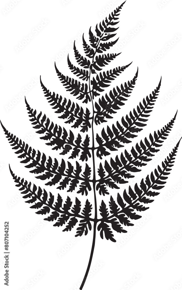 fern leaf isolated on black desain and white begraund fern leaf isolated on black desain and white begraund