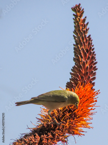 An Orange River White-eye, Zosterops pallidus, feeding on the Orange Flowers of an Aloe, in Augrabies National Park in South Africa photo