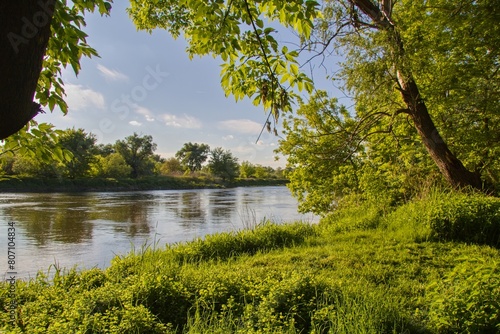 Morava river and riverbank with green vegetation photo