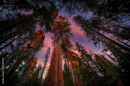 Forest of Sequoias in the Mariposa Grove at Yosemite National Park in California