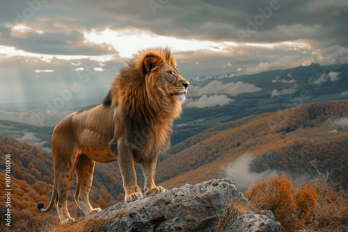 Majestic male lion standing on the cliff.