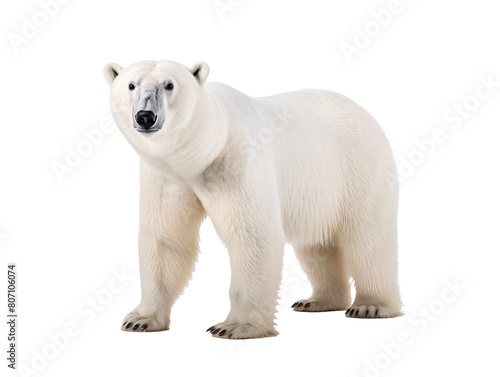 a polar bear standing on a white background