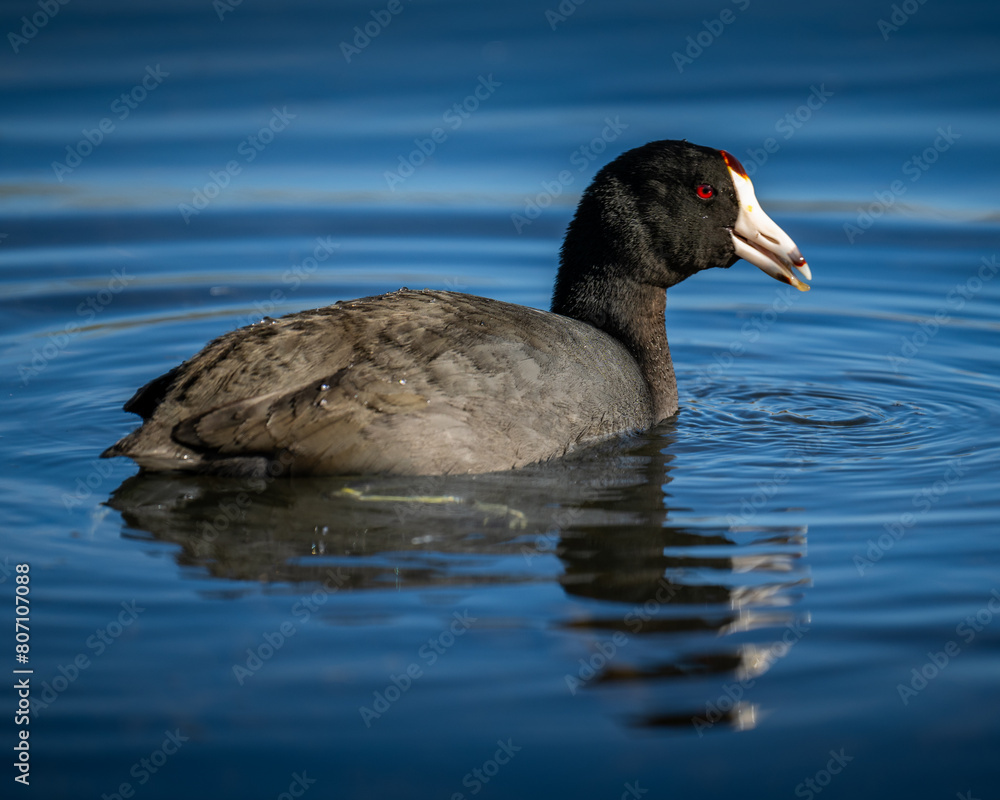 An American coot swimming in a pond An American coot swimming in a pond