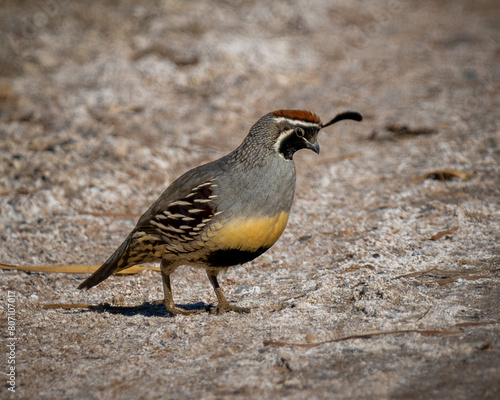 A male Gambel's quail foraging walking on a road