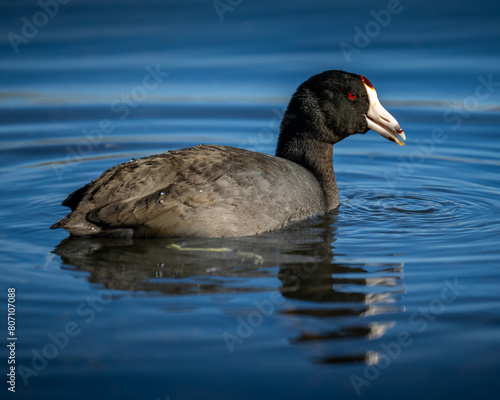 An American coot swimming in a pond photo