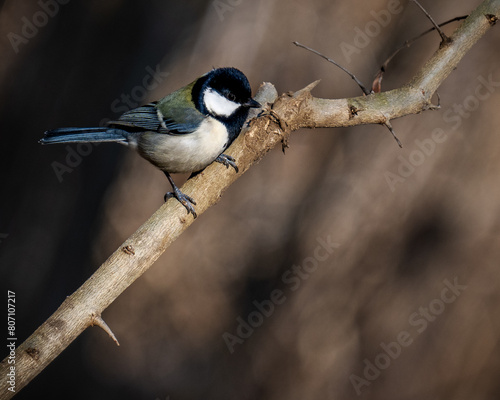 A Japanese tit perching on a branch