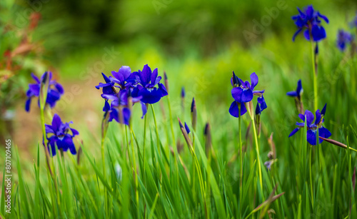 Iris In Grass