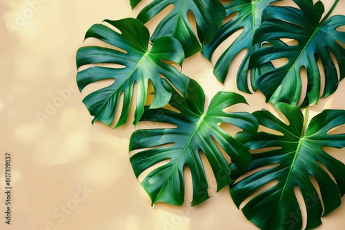 Monstera leaves summer minimal background with a space for a text, flat lay, view from above