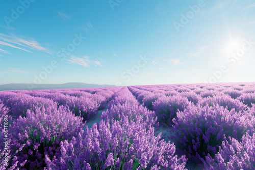 Rows of purple Lavender in height of bloom in early July in a field on the Plateau. Beautiful Lavender landscape