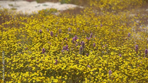 Carrizo Plain Closeup of California Goldfields and Flowers Owl's Clover Super Bloom California USA photo