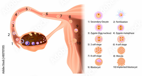 Stages in the journey of a human fertilized egg: starting from ovulation and movement in the Fallopian tube to implantation in the uterus.Prenatal development   photo
