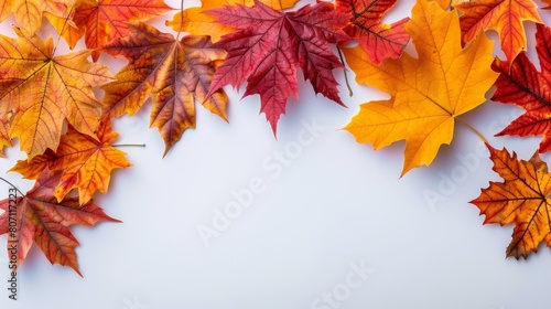   Autumn leaves in vibrant hues on a white backdrop with ample room above for text or title