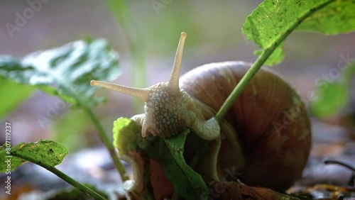 Helix pomatia also Roman snail, Burgundy snail, edible snail or escargot, is a species of large, edible, air-breathing land snail, a terrestrial pulmonate gastropod mollusk in the family Helicidae. photo