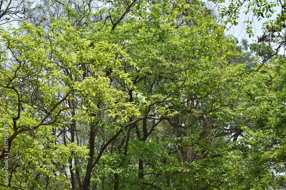 A scenic view of a lush green leaves of trees in a tropical forest area during summer months. A scenic view of a lush green leaves of trees in a tropical forest area during summer months.