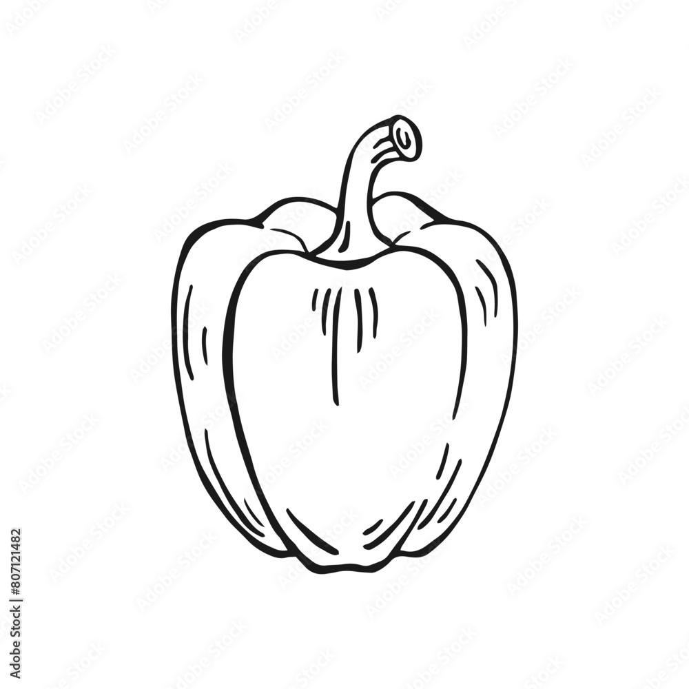 Bell pepper. Hand drawn vector illustration. Bell pepper. Hand drawn vector illustration.