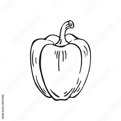 Bell pepper. Hand drawn vector illustration.