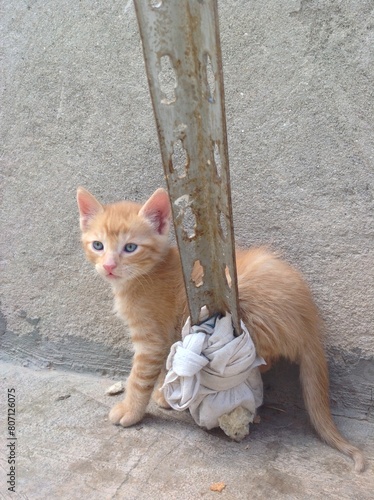 A cat on the roof with a wall behind it photo