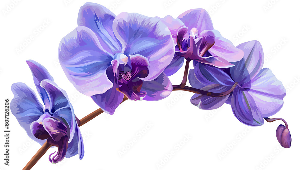  A beautiful orchid flower in purple and blue colors, vector illustration on a white background