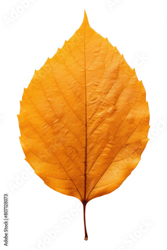 PNG Autumn leaf plant tree fragility.