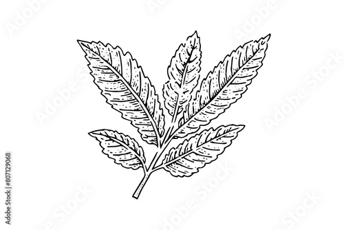 Vintage Mint Leaf Sketch: Hand-Drawn Vector Illustration of Fresh Herb.