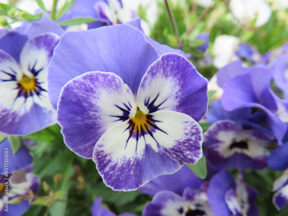 パンジーの花 パンジーの花