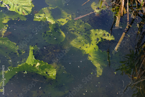 Baby tadpoles colony. Water lily leaves. Sunlight. 
