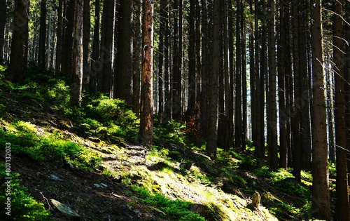 Spokojny las z przebijającymi się promieniami słońca. Zacieniony las z rosnącym mchem na pierwszym planie. Przepiękna wiosenna pogoda i promienie podające na trawę, Czechy, Jeseniky. photo