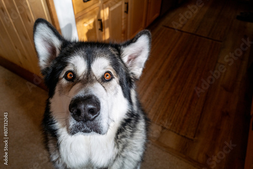 Portrait of Alaskan Malamute dog at home