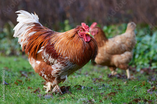 Brown rooster and Sussex chicken free range in garden