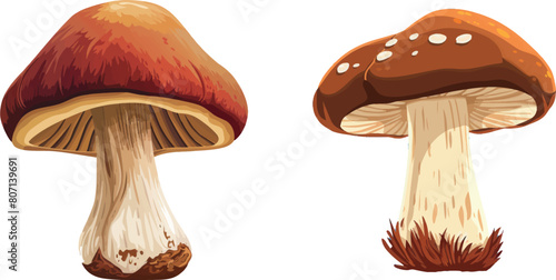 Brown cap mushroom. Cartoon boletus. Fungus icon