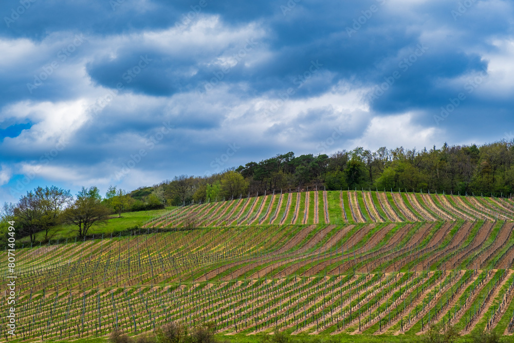 Landscape near Neu-Bamberg in Rhineland-Palatinate with vineyards in spring