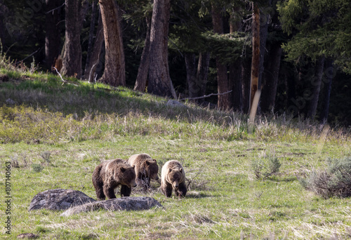 Grizzly Bears in Yellowstone National Park Wyoming in Spring