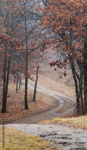 winding dirt road down a hill through the trees in the fall