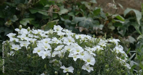 Mountain sandwort arenaria montana with white blossoms. Bunch of blossoms with bokeh background and copy space. 4k video photo