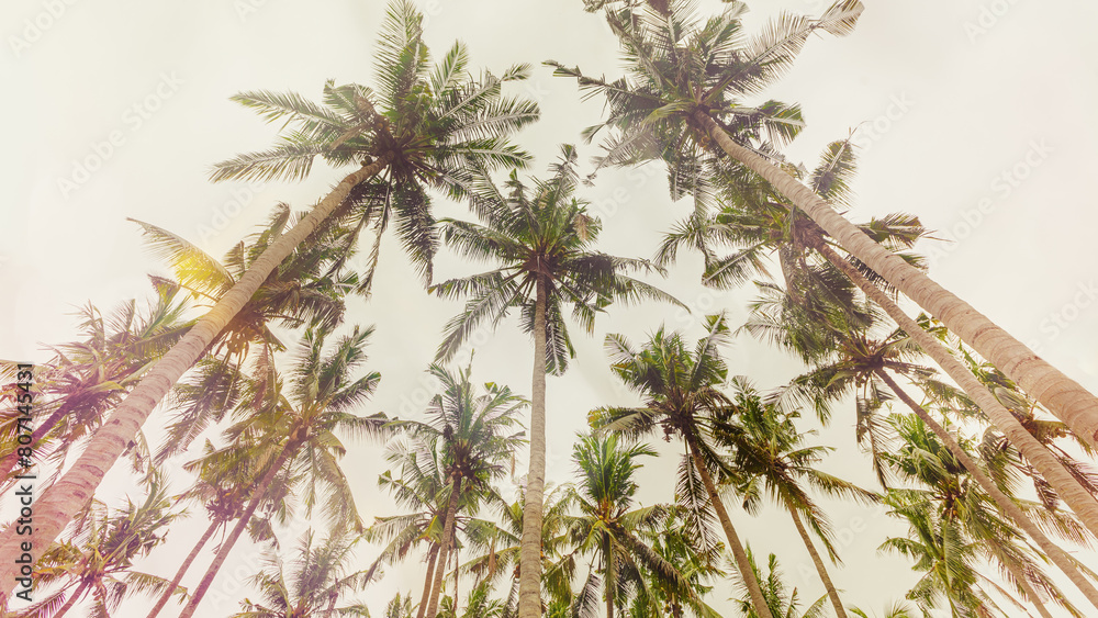 Palm trees view from below under clear sky, travel mood aesthetic nature banner, Coconut tree silhouette at tropical coast with Vintage Tones colorful, summer scenery, wide angle view Palm trees view from below under clear sky, travel mood aesthetic nature banner, Coconut tree silhouette at tropical coast with Vintage Tones colorful, summer scenery, wide angle view