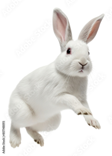 PNG White rabbit lang jump animal mammal rodent. photo